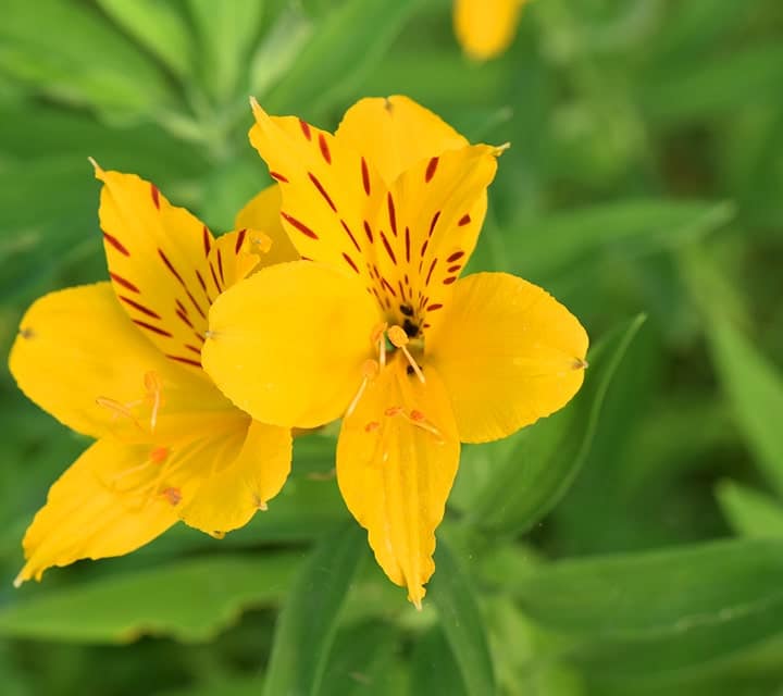 Upclose Amancay flower