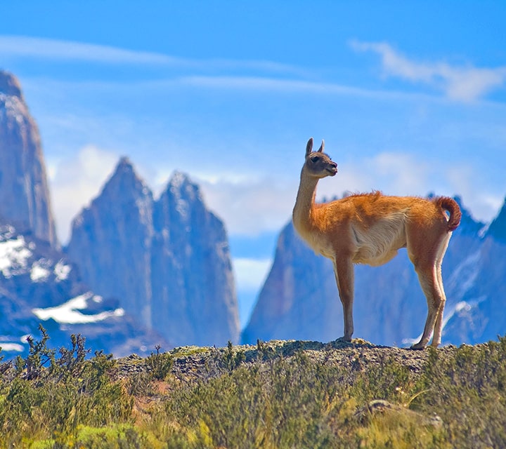Guanaco standing atop a hill looking forwards Torres del Paine towers