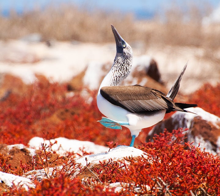 Blue-footed Booby doing its mating dance