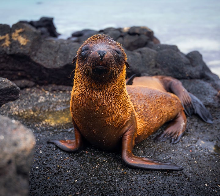 A Galapagos Sea Lion pup drying off