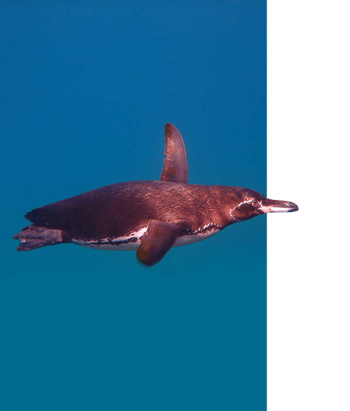 Galapagos Penguin swimming