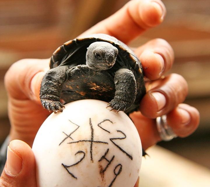 Baby Giant Tortoise and egg