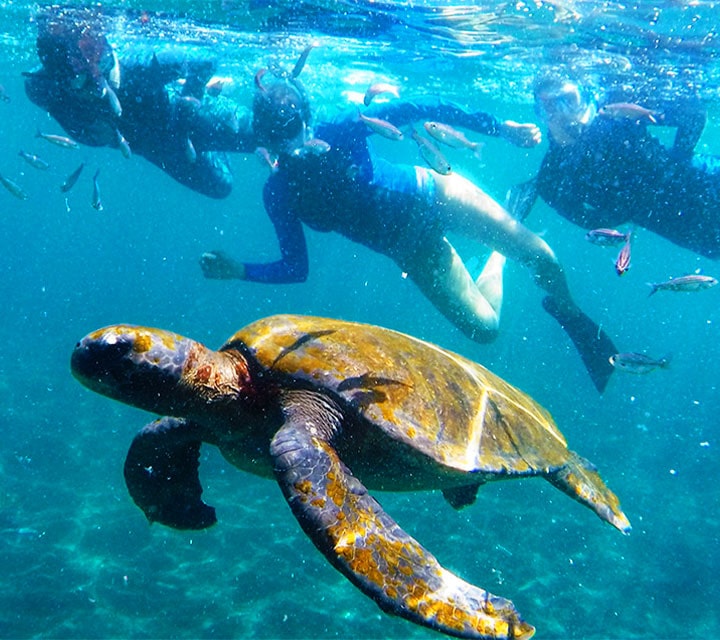 A couple swimming with sea turtles in the month of July in Galapagos