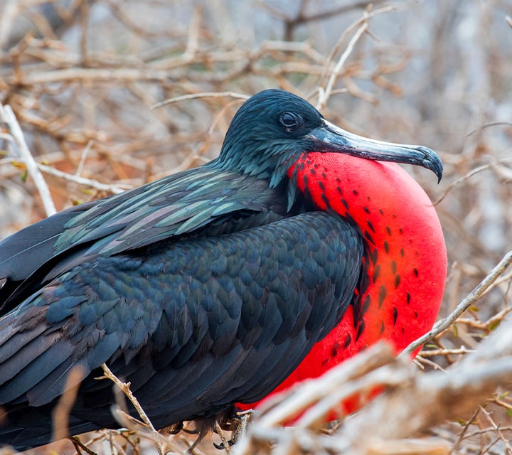 Magnificent Frigatebird