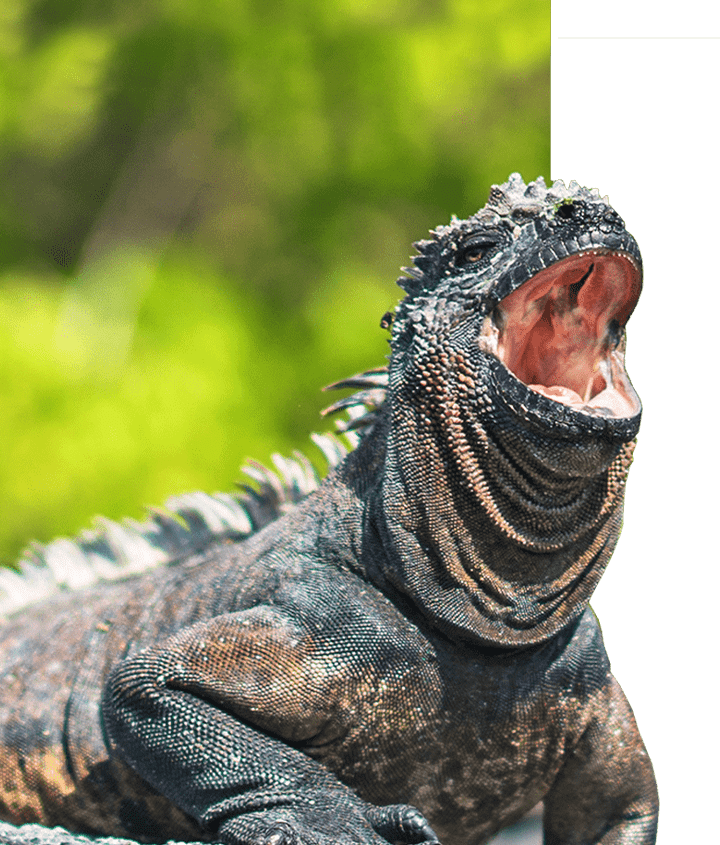 Galapagos Marine iguana (Amblyrhynchus cristatus) with open mouth