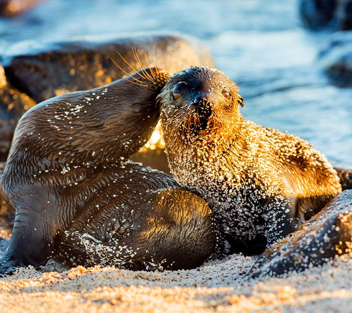 Sea Lion pups covered in beach sand, Galapagos Islands