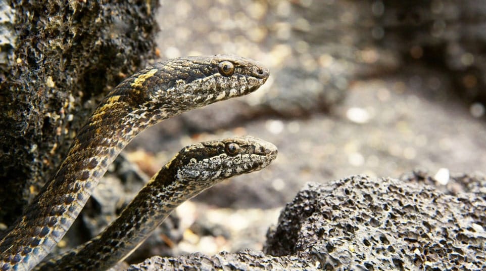 Galapagos Floreana/Espanola/San Cristobal Snake