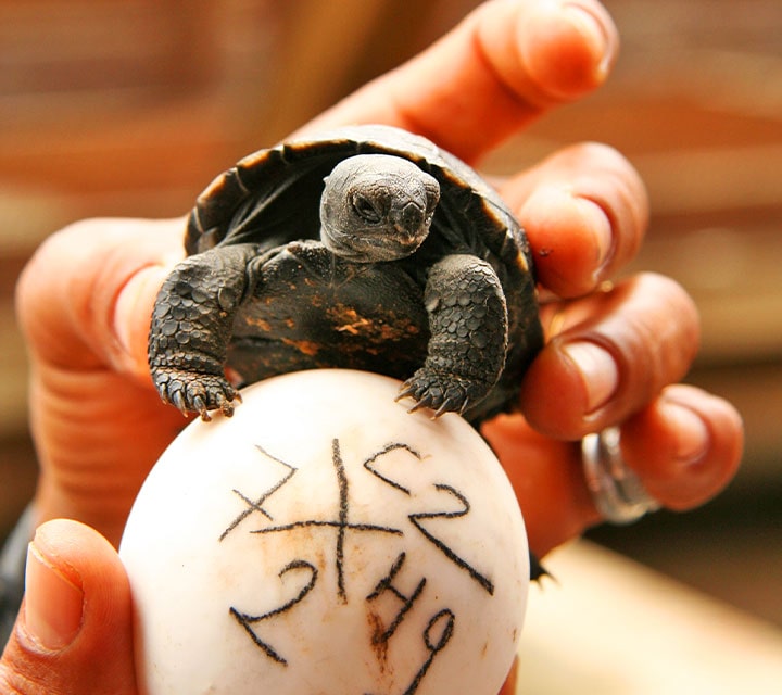 Galapagos Giant tortoise on an egg in the Galapagos