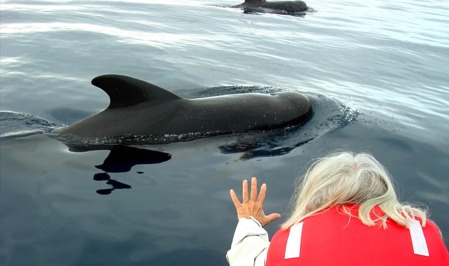 Up-Close with Whale in Galapagos