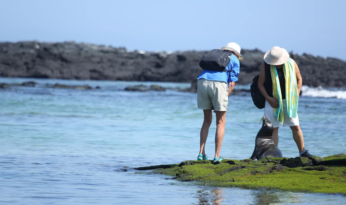 Galapaos Sea Lion encounters