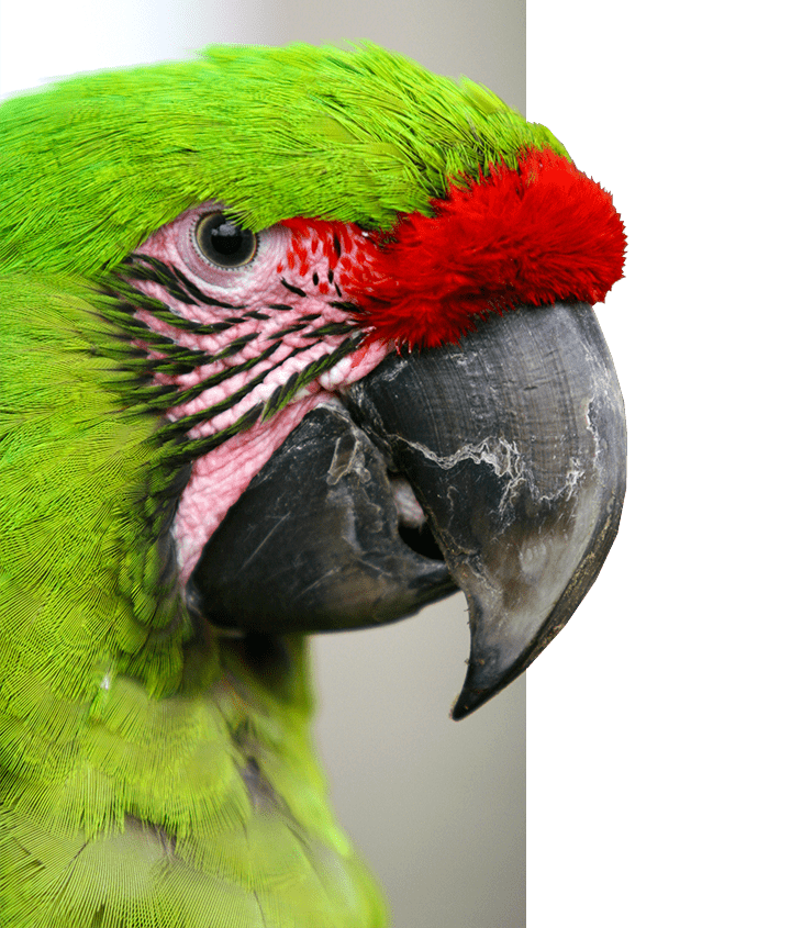 Great Green Macaw in Ecuador