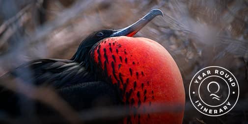 Magnificent Frigatebird, part of 8-Day Beyond Darwin's Footsteps Itinerary aboard Grace Yacht