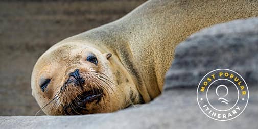 Galapagos Sea Lions, part of 15-Day Darwin's Legacy Itinerary aboard Evolution Yacht