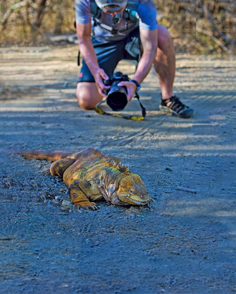 Traveler kneeling to photograph endmic Land Iguana with Nikon camera on Galapagos cruise