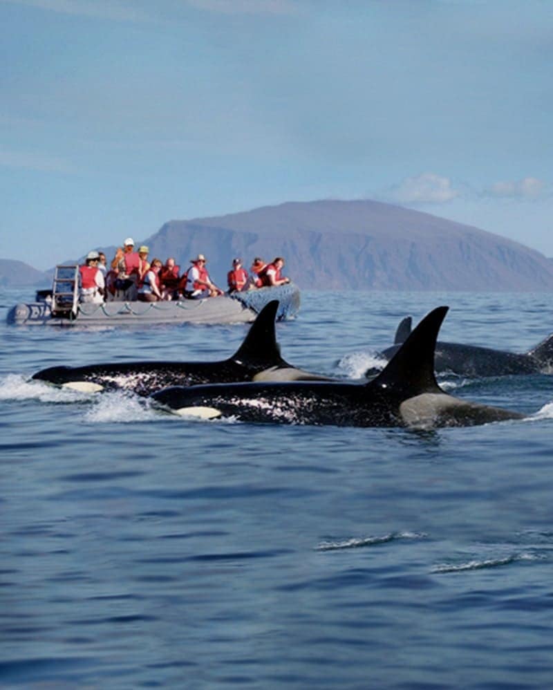 Spectacular whale watching on a 8 or 15-Day Galapagos cruise aboard Evolution yacht