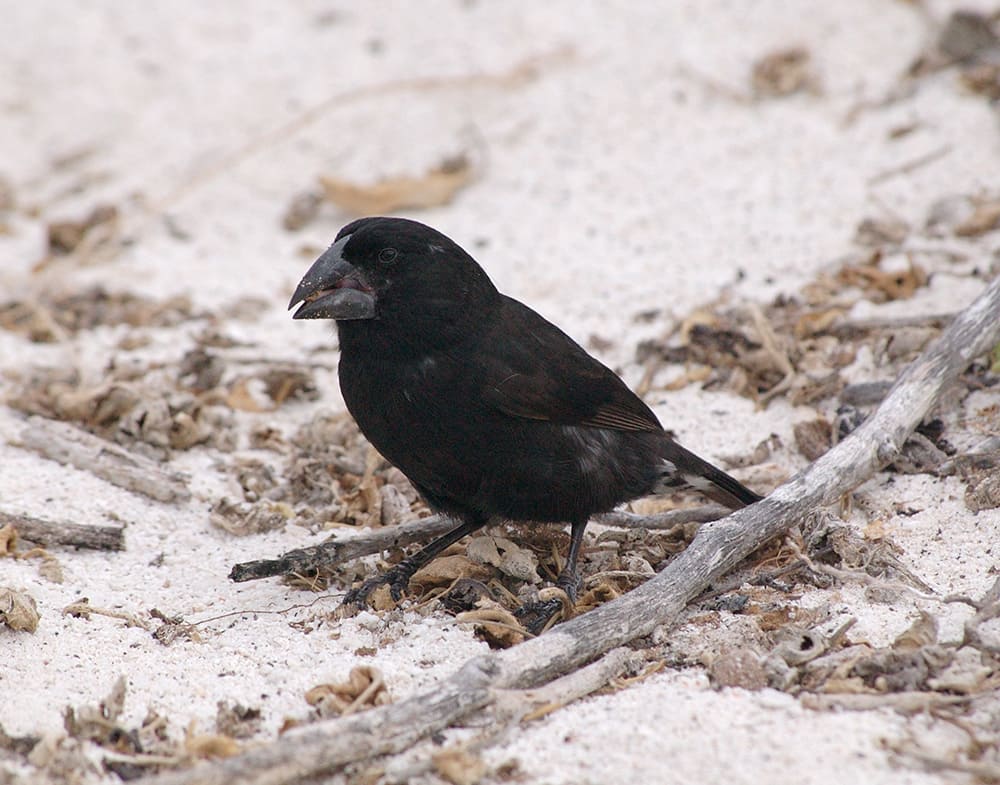 The Medium Ground Finch - Galapagos Medium Ground Finches